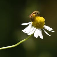 Halictus substratus