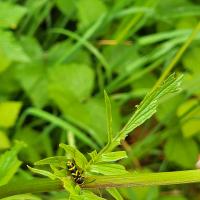 Käfer oder Wespe?