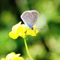 Violetter Waldbläuling