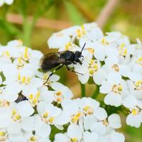 Maskenbiene (Hylaeus nigritus)