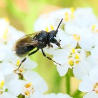 Maskenbiene (Hylaeus nigritus)