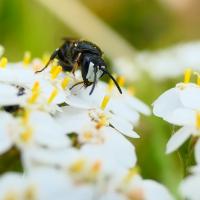 Maskenbiene (Hylaeus nigritus)