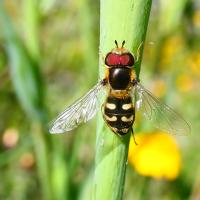 Blasenköpfige Schwebfliege