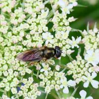 Erzschwebfliege (Cheilosia Sp.)