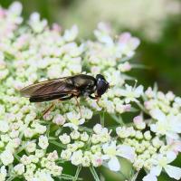 Erzschwebfliege (Cheilosia Sp.)