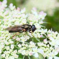 Erzschwebfliege (Cheilosia Sp.)