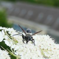 Stahlblauer Grillenjäger 