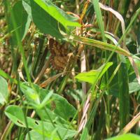 Heideland-Tagspanner (Ematurga atomaria)